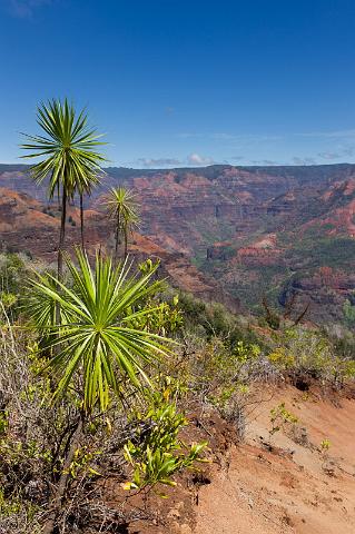 083 Kauai, Waimea Canyon SP.jpg